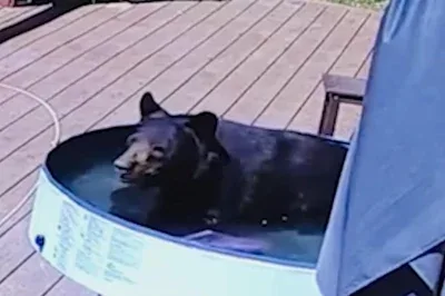 【激写】クマさん、民家のビニールプールで優雅に水浴びしてしまう