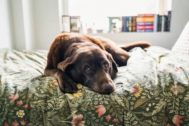 犬の「深いため息」は演技じゃない。行動学者が教える本当のサイン