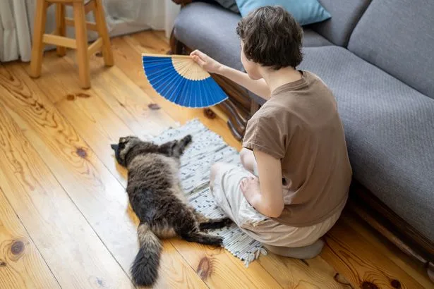 34度の猛暑、猫をクールに保つ方法を獣医が伝授「冷却マットが効果的」