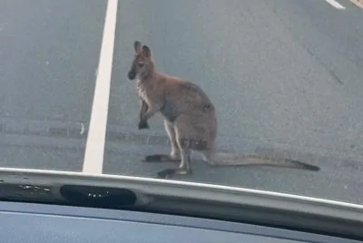 【まさか】街中を大暴走した逃走犯、その正体はワラビーだった
