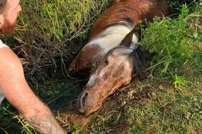 泥にどっぷりハマって動けないポニー、消防隊が本気の救出劇