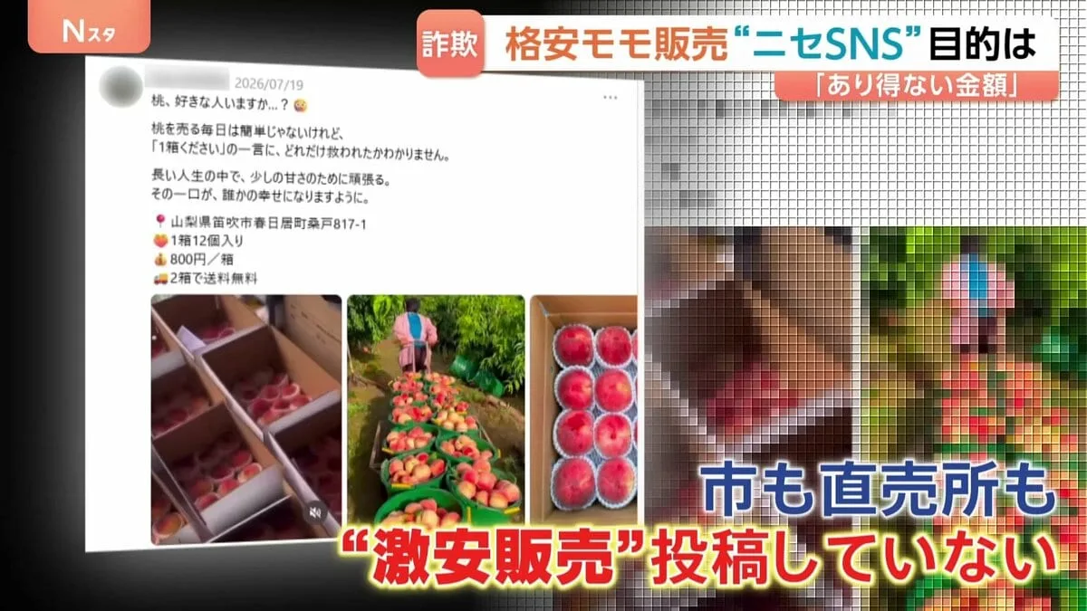 「桃12個800円」はウソ、132万円騙し取られた人も…SNSで急増“ニセ農家”に注意