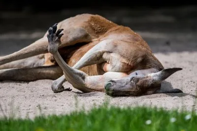 逃げたカンガルー、4日後に宅配ドライバーが目撃 まだ捕まらず