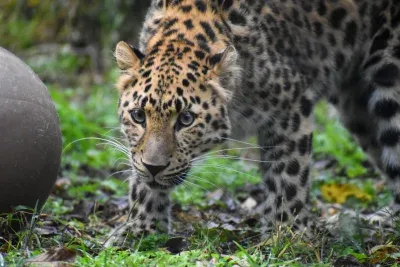 4歳のアムールヒョウ「イリーナ」が檻から脱走、米動物園が一時閉鎖