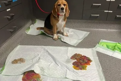 ビーグル犬、2.4kgのグミワームを完食→病院で全部リバース
