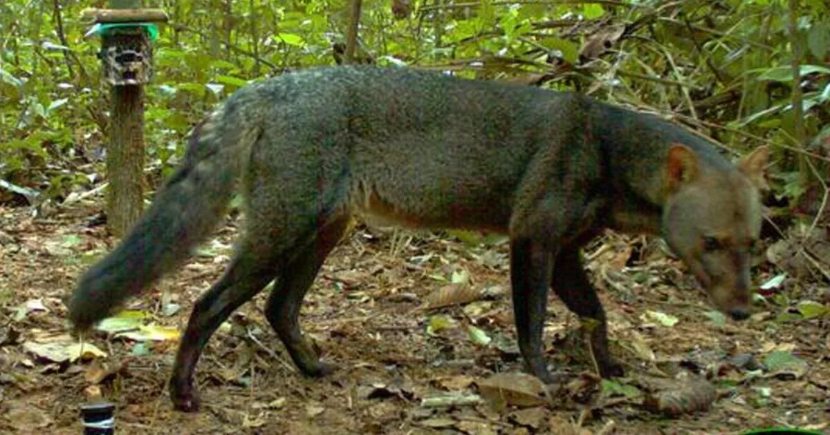アマゾンの"幽霊犬"、想像以上にウジャウジャいた？25年調査で実態が明らかに