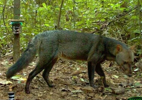 アマゾンの"幽霊犬"、想像以上にウジャウジャいた？25年調査で実態が明らかに