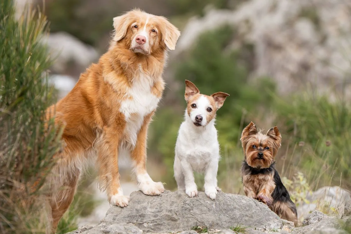 飼い主の財布に優しい犬種、寿命は12〜14年・体重4〜6kgで食費も控えめ