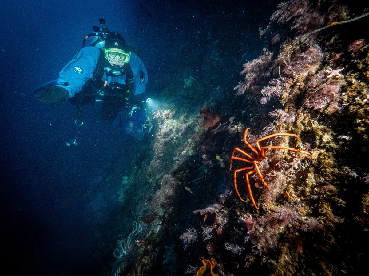 南極の深海生物が皮膚がん治療のカギになるってマジ?