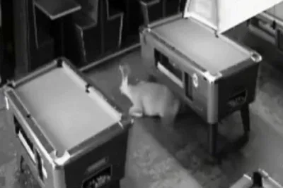 【まさか】2頭のシカが同時刻に別々の店へ窓を突き破って突入する珍事
