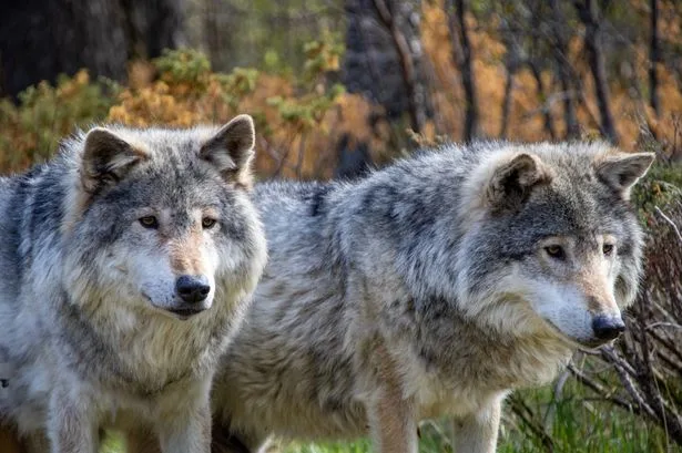 オオカミの錯視、頭と尻尾どっちが先に見えた？性格診断がSNSで話題